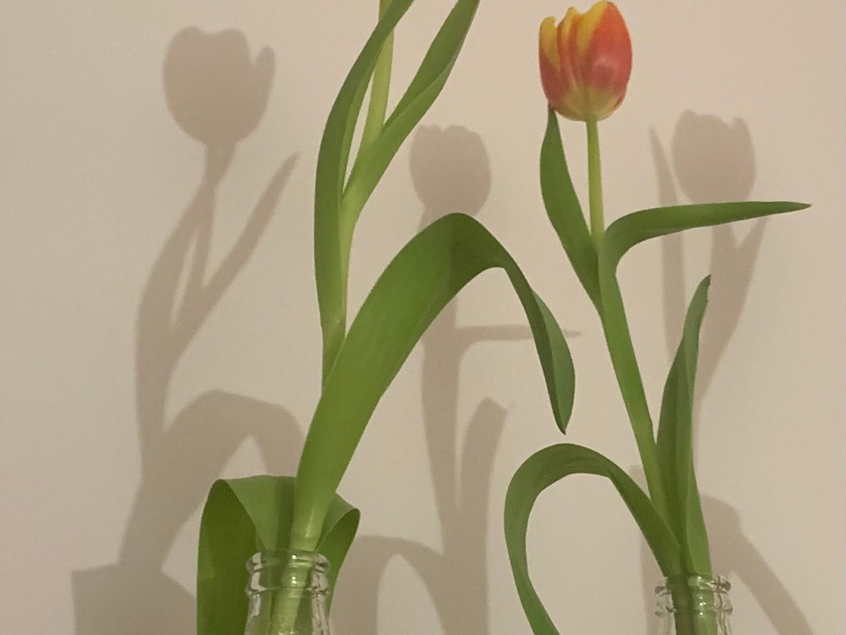 creatief met tulpen